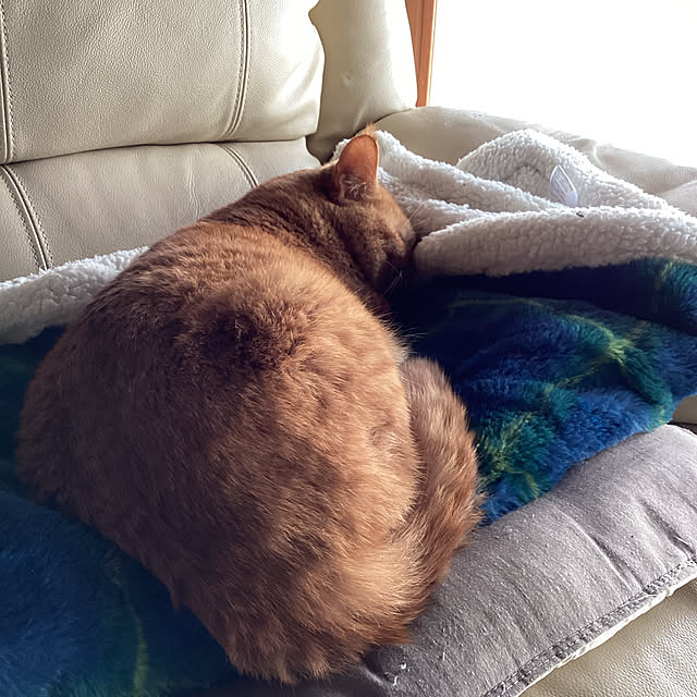 conatuさんの実例写真