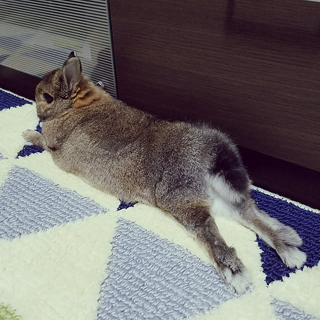 kiyukiyuさんの実例写真