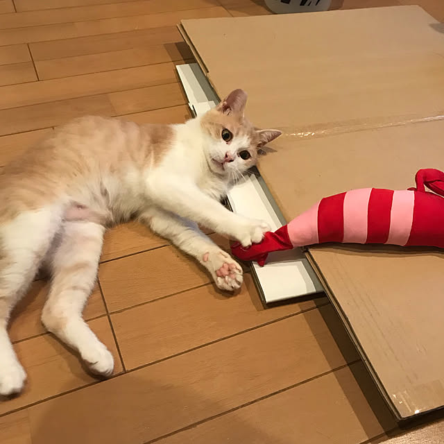kou-kitiさんの実例写真