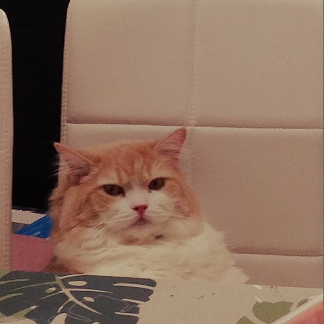 gomachanさんの実例写真