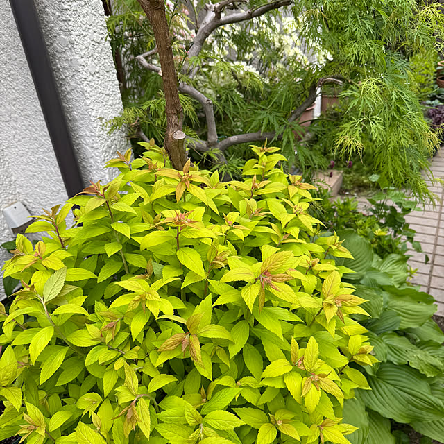 mamizaさんの部屋