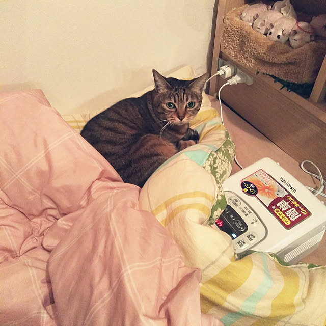 futukoさんの実例写真