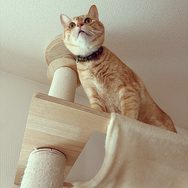 chiiさんの実例写真