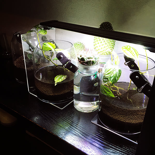 観葉植物/照明/雑貨/机のインテリア実例 - 2019-10-11 19:42:05