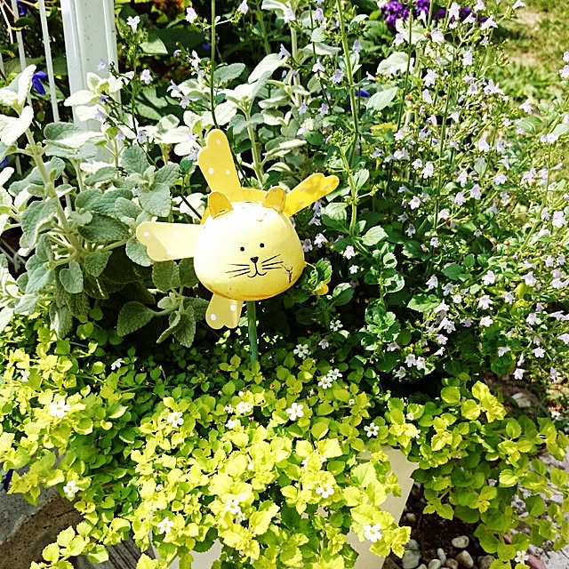 kikufujiさんの実例写真