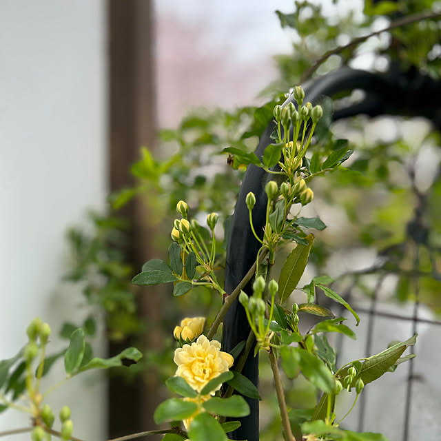 ankoさんの部屋