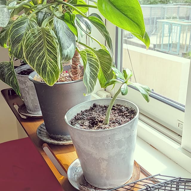 umeboshicyanさんの部屋