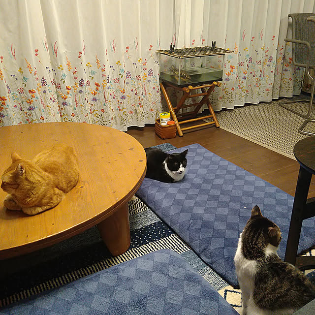 okyosan101さんの実例写真