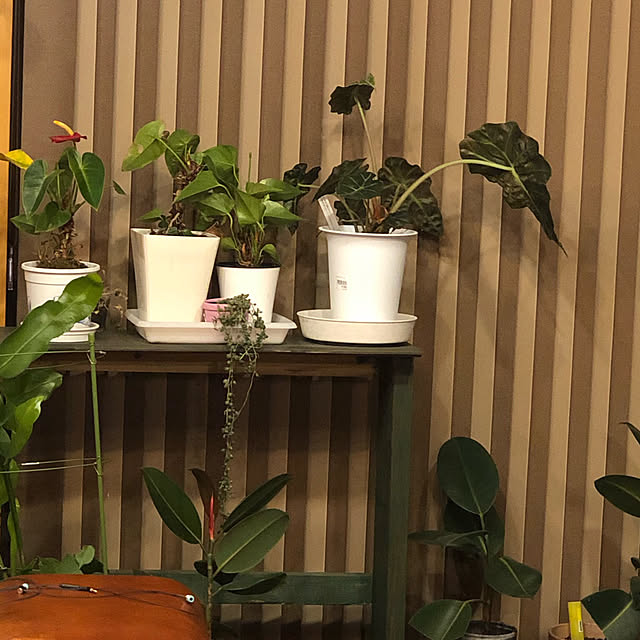 観葉植物/DIY/多肉植物/机のインテリア実例 - 2021-01-11 20:56:48