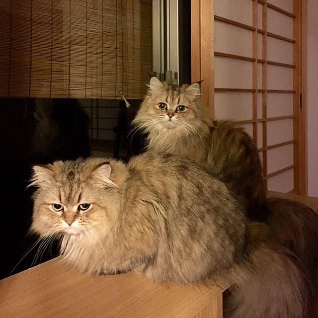 butachanさんの実例写真