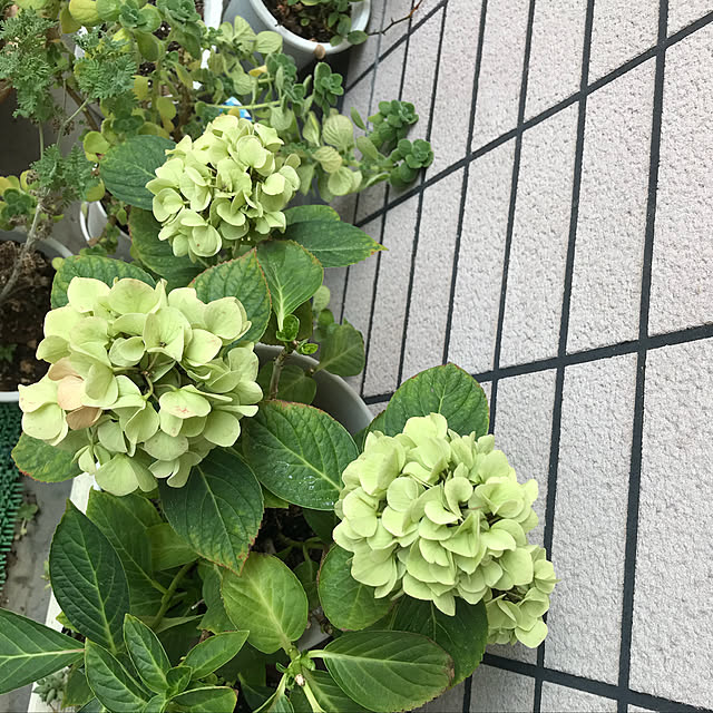 pakilaさんの実例写真