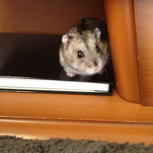 Yuさんの実例写真
