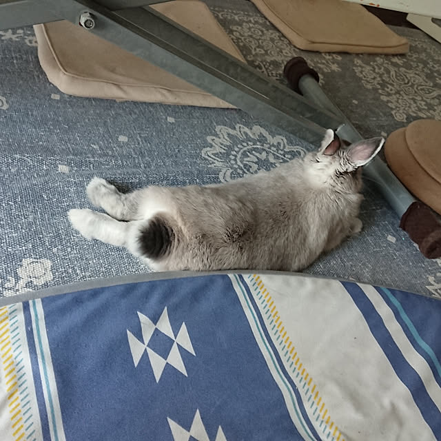 yokomokoさんの実例写真