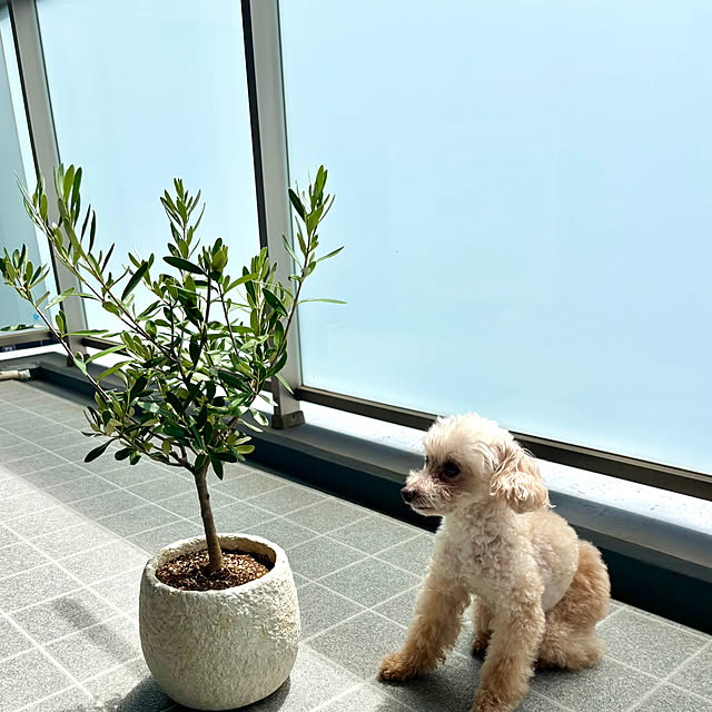 Kanmiさんの実例写真