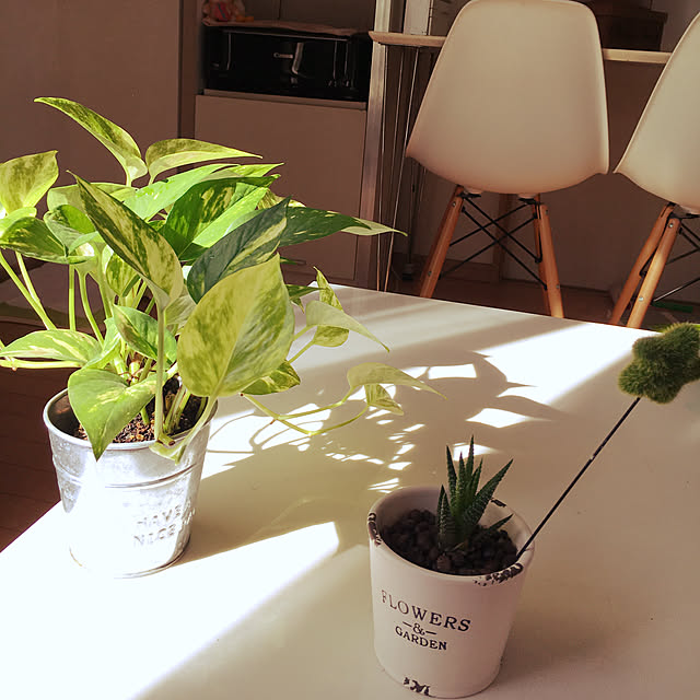 cocoさんの実例写真