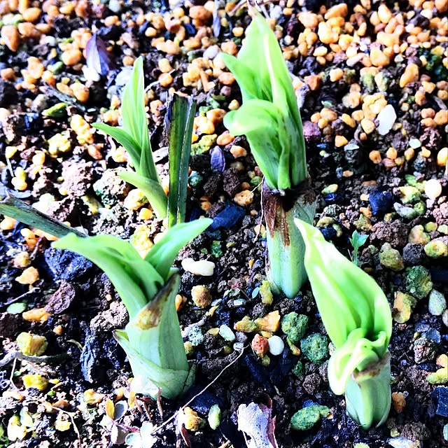 NSDさんの実例写真