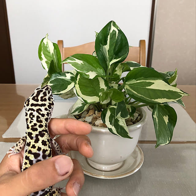 実例写真