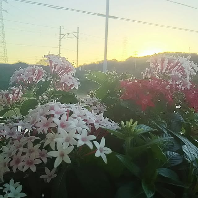 naopyiさんの実例写真