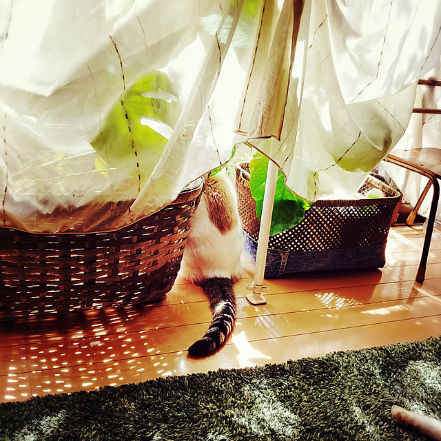 choku3さんの実例写真