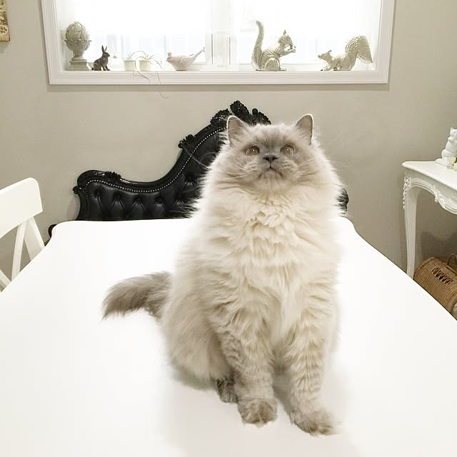 yuchiさんの実例写真