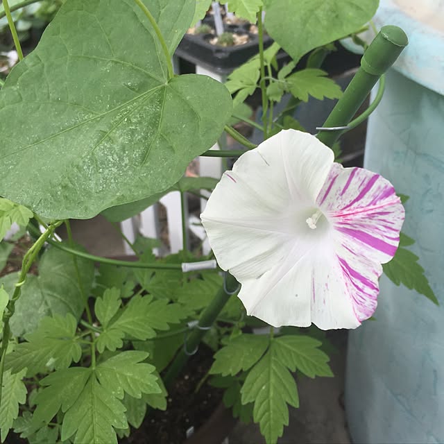 cafeaulait3735さんの実例写真