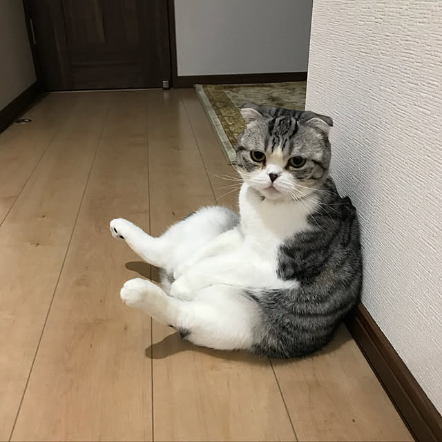 Dahliaさんの実例写真