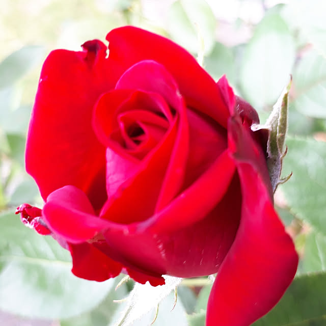 roseさんの実例写真