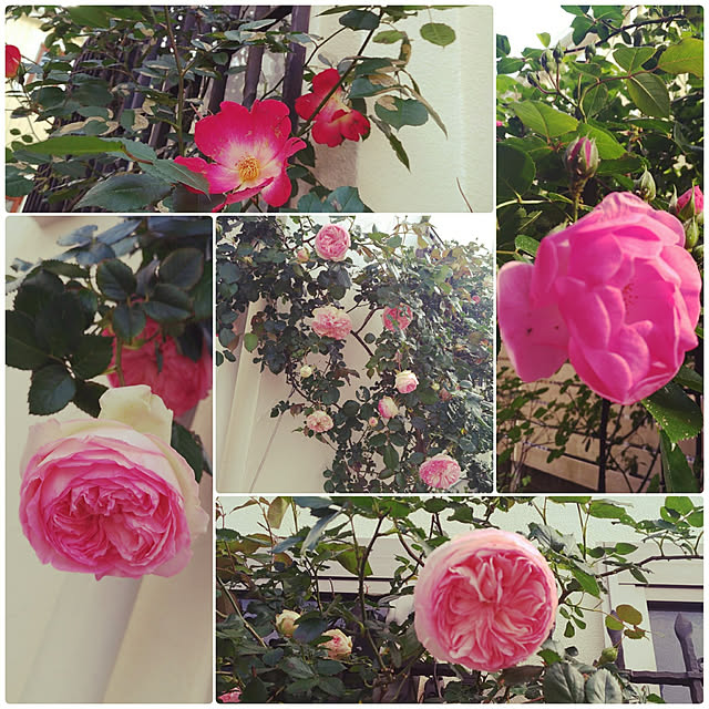 magnoliaさんの実例写真