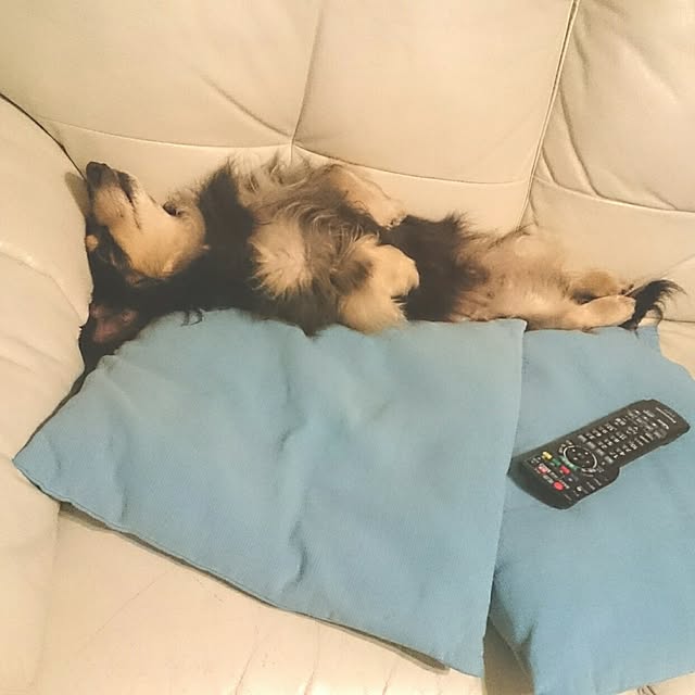 hiyo.pietさんの実例写真