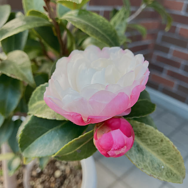 Tupemamaさんの部屋