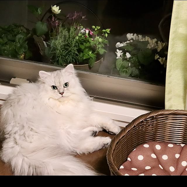 miravivianさんの実例写真
