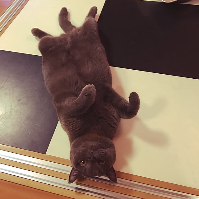 Shojiさんの実例写真