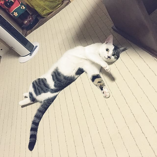 yocchiさんの実例写真