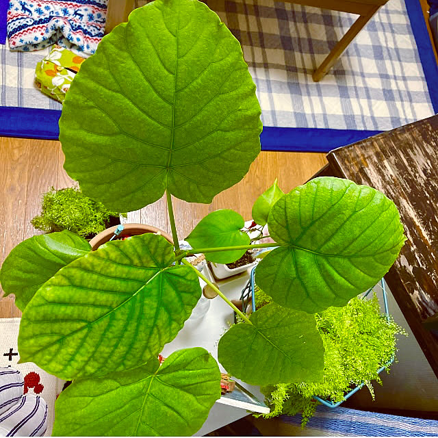 takakoさんの実例写真