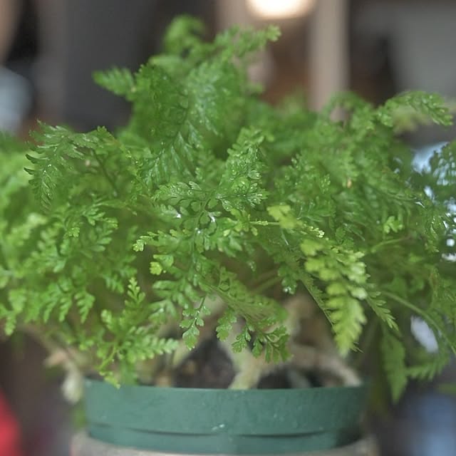 CYNOSさんの実例写真