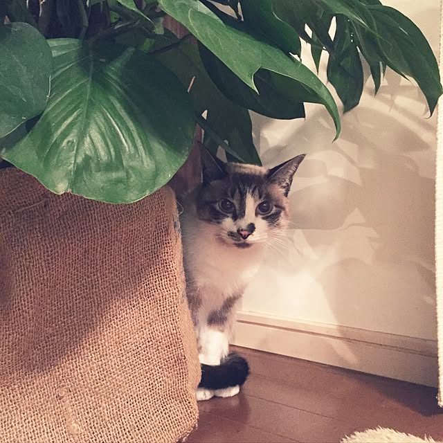 bowbowcoさんの実例写真