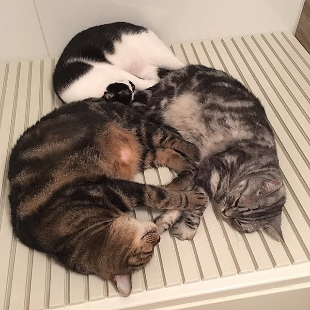 mikomaruさんの実例写真