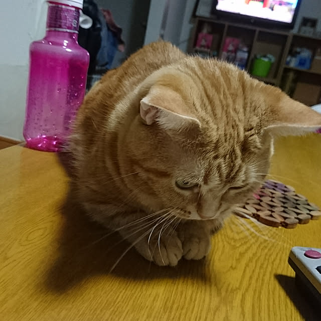 shinobuさんの実例写真