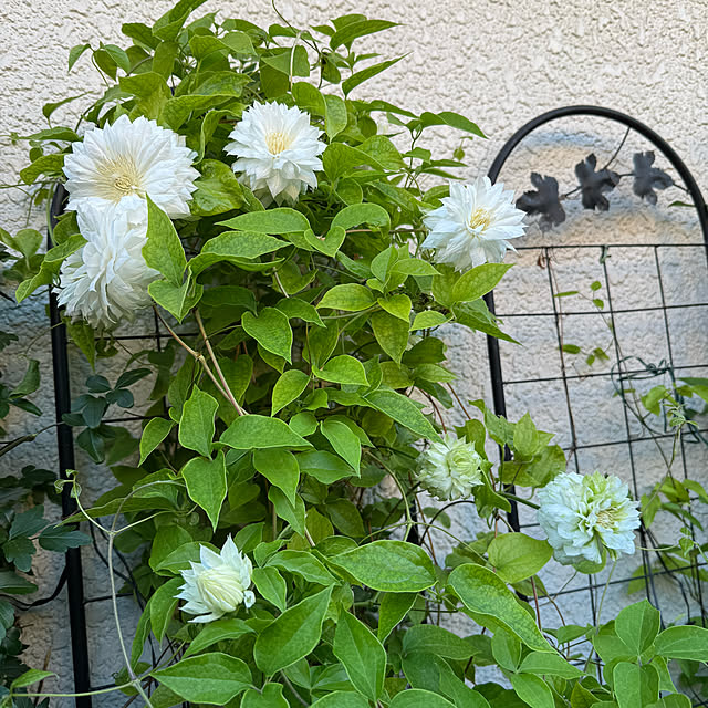 mamizaさんの部屋