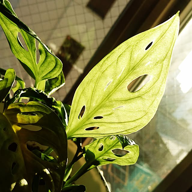 cocosorasakuさんの実例写真