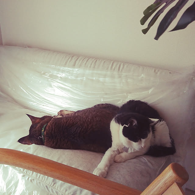 catloveさんの実例写真
