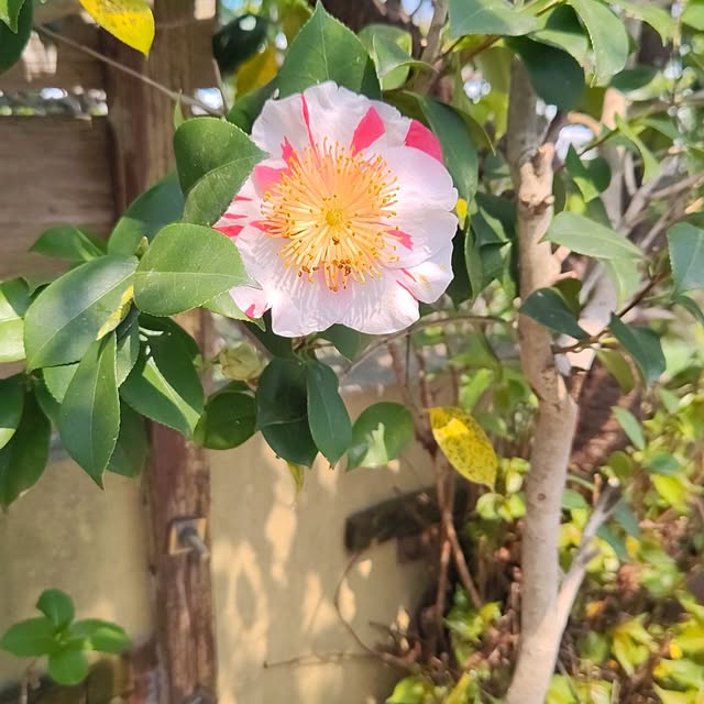 eriponさんの実例写真