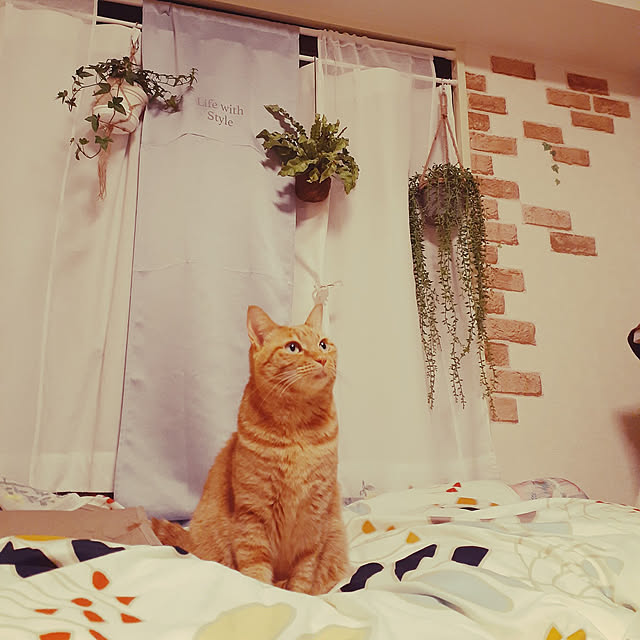 chisaviさんの実例写真