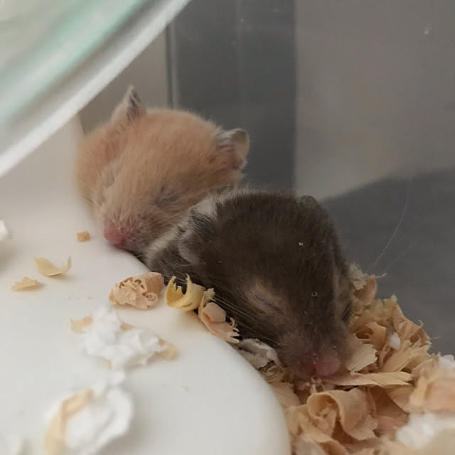 chiiiii0808さんの実例写真