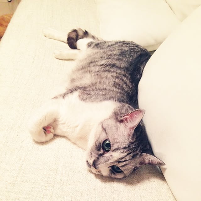 konekoさんの実例写真