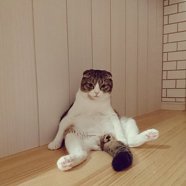 Akariさんの実例写真