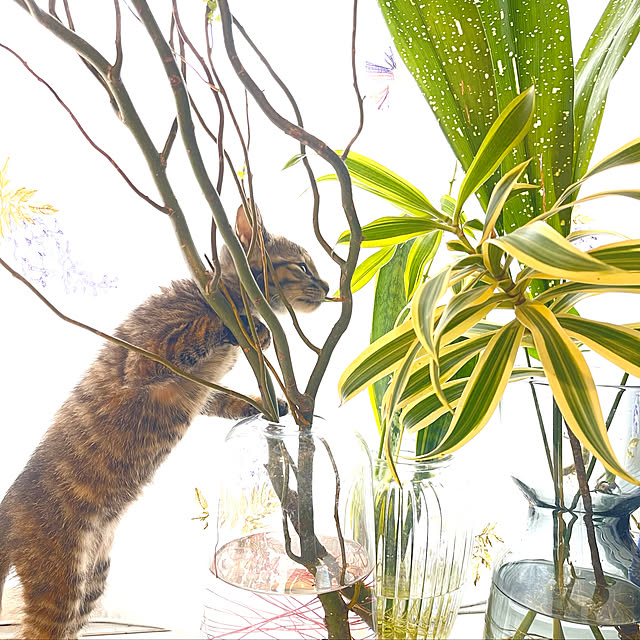 kokohanoさんの実例写真