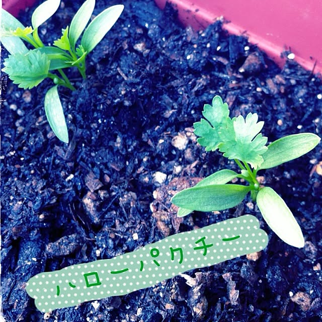 pichiさんの実例写真