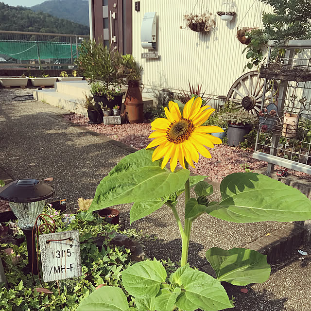 ryamさんの実例写真