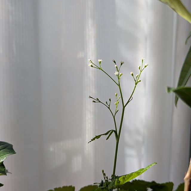 mi-saさんの部屋